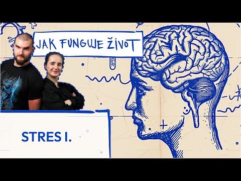 Jak funguje stres: Co kortizol dělá s tělem a kdy škodí